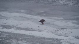 4K aerial stock footage a bald eagle with a fish on snow, Knik River Valley, Alaska Aerial Stock Footage | AK0001_1241