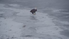 4K aerial stock footage a bald eagle near a fish, flying to another eagle, snow, Knik River Valley, Alaska Aerial Stock Footage | AK0001_1244