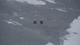 4K aerial stock footage two bald eagles by a river, fly right over snow to a fish, Knik River Valley, Alaska Aerial Stock Footage | AK0001_1245