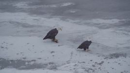 4K aerial stock footage orbiting two bald eagles and a fish on the snow, Knik River Valley, Alaska Aerial Stock Footage | AK0001_1246
