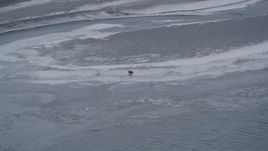 4K aerial stock footage a bald eagle between two rivers in the snow, Knik River Valley, Alaska Aerial Stock Footage | AK0001_1249