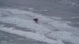 4K aerial stock footage approaching a bald eagle perched on a fish on the snow, Knik River Valley, Alaska Aerial Stock Footage | AK0001_1251