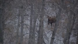 4K aerial stock footage a moose in the snow covered brush in the Alaskan Wilderness Aerial Stock Footage | AK0001_1281