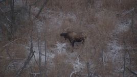 4K aerial stock footage a lone moose standing in the snow covered brush of the Alaskan Wilderness Aerial Stock Footage | AK0001_1284