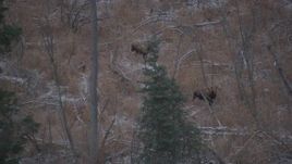 4K aerial stock footage two moose in the snow covered brush in the Alaskan Wilderness Aerial Stock Footage | AK0001_1286