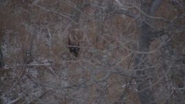 4K aerial stock footage two moose standing in the snow covered brush in the Alaskan Wilderness Aerial Stock Footage | AK0001_1288