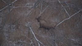 4K aerial stock footage a moose standing and trotting through snow covered brush, Alaskan Wilderness Aerial Stock Footage | AK0001_1289