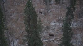 4K aerial stock footage two moose standing in snow covered brush in the Alaskan Wilderness Aerial Stock Footage | AK0001_1292