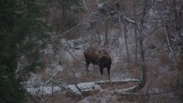 4K aerial stock footage a moose in the snow covered brush in the Alaskan Wilderness Aerial Stock Footage | AK0001_1293