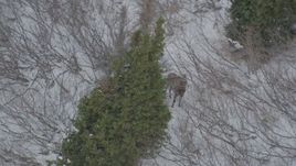 4K aerial stock footage orbiting a moose standing in snow, behind trees, Chugach Mountains, Alaska Aerial Stock Footage | AK0001_1510