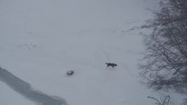 4K aerial stock footage a wolf running in snow around edge of forest, Knik River Valley, Alaska Aerial Stock Footage | AK0001_1583