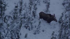 4K aerial stock footage moose standing in snow, trotting in the woods at twilight, Point MacKenzie, Alaska Aerial Stock Footage | AK0001_1665
