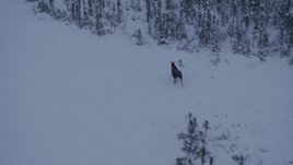 4K aerial stock footage a moose trotting out of the snow covered woods at twilight, Point MacKenzie, Alaska Aerial Stock Footage | AK0001_1666