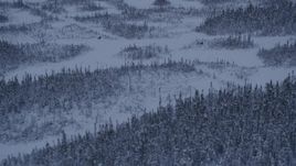 4K aerial stock footage woods and snow in Point MacKenzie revealing two moose at twilight, Alaska Aerial Stock Footage | AK0001_1667
