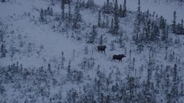 4K aerial stock footage two moose running through the snow at twilight, Point MacKenzie, Alaska Aerial Stock Footage | AK0001_1668