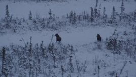 4K aerial stock footage two moose charging through snow at sunset, Point MacKenzie, Alaska Aerial Stock Footage | AK0001_1669