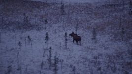4K aerial stock footage flying over frozen, snowy grass beside a forest at twilight, Point MacKenzie, Alaska Aerial Stock Footage | AK0001_1702