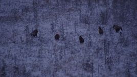 4K aerial stock footage seven moose charging through snowy grass, Point MacKenzie, Alaska, twilight Aerial Stock Footage | AK0001_1703