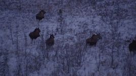 4K aerial stock footage five moose trotting through frozen grass, Point MacKenzie, Alaska, twilight Aerial Stock Footage | AK0001_1704