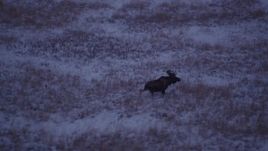 4K aerial stock footage moose charging through snow covered grass at twilight, Point MacKenzie, Alaska Aerial Stock Footage | AK0001_1706