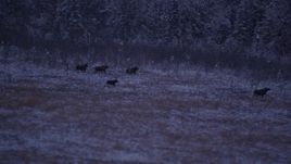 4K aerial stock footage five moose trotting through snow covered grass, Point MacKenzie, Alaska, twilight Aerial Stock Footage | AK0001_1707