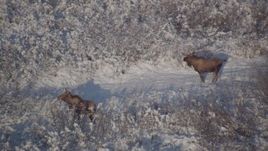 4K aerial stock footage two moose in the snowy brush, Chugach Mountains, Alaska Aerial Stock Footage | AK0001_1769