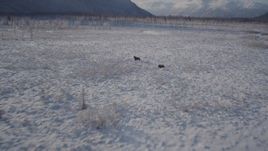 4K aerial stock footage fly low over snowy ground, revealing two moose, Chugach Mountains, Alaska Aerial Stock Footage | AK0001_1772