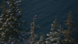 4K aerial stock footage an eagle perched on a snowy tree in Port Wells, Alaska Aerial Stock Footage | AK0001_1863