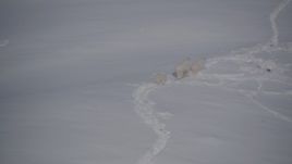 4K aerial stock footage three mountain goats trotting through the snow, Chugach Mountains, Alaska Aerial Stock Footage | AK0001_1940