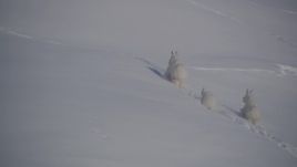4K aerial stock footage three mountain goats charging through the snow in Chugach Mountains, Alaska Aerial Stock Footage | AK0001_1941