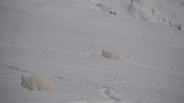4K aerial stock footage mountain goats trekking through the snow, Chugach Mountains, Alaska Aerial Stock Footage | AK0001_1947