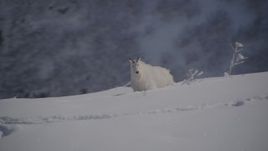 4K aerial stock footage a mountain goat stepping in the snow, Chugach Mountains, Alaska Aerial Stock Footage | AK0001_1949
