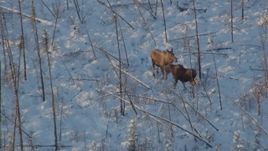 4K aerial stock footage two moose standing in snow, revealing woods at sunset, Knik-Fairview, Alaska Aerial Stock Footage | AK0001_2065