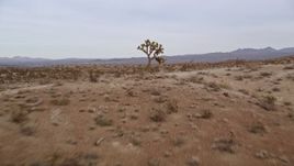 5K aerial stock footage approach and fly low over a desert hill with a lone Joshua Tree in the Mojave Desert, California Aerial Stock Footage | AX0006_144E