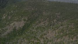 5K aerial stock footage fly over a slope crowded by evergreens in the San Bernardino Mountains, California Aerial Stock Footage | AX0009_127
