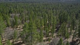 5K aerial stock footage descend to fly low over forest in the San Bernardino Mountains, California Aerial Stock Footage | AX0010_051E