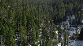 5K aerial stock footage low fly over of evergreen forest and snow in the San Bernardino Mountains, California Aerial Stock Footage | AX0010_057