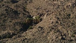 5K aerial stock footage approach palm trees in the mountains, San Jacinto Mountains, California Aerial Stock Footage | AX0014_006