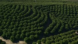 5K aerial stock footage of flying low over an orchard, Temecula, California Aerial Stock Footage | AX0014_035