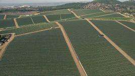 5K aerial stock footage fly over crop fields, Fallbrook, California Aerial Stock Footage | AX0015_031E