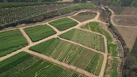 5K aerial  video tilt to crops while flying over farmland, Fallbrook, California Aerial Stock Footage | AX0015_041