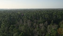 5K aerial stock footage fly over forest in Orlando at sunrise in Florida Aerial Stock Footage | AX0018_033E