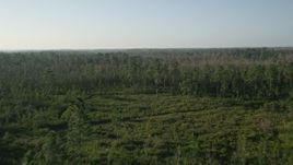 5K aerial stock footage fly over deciduous forest in Orlando at sunrise in Florida Aerial Stock Footage | AX0018_036E