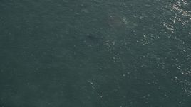 5K aerial stock footage of tracking a shark swimming, Marathon, Florida Aerial Stock Footage | AX0028_007