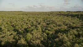 5K aerial stock footage of flying low over mangroves at sunset on Long Key, Florida Aerial Stock Footage | AX0028_014E