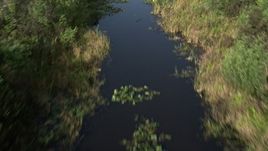 5K aerial stock footage of following river through everglades, revealing alligator, Florida Everglades, Florida Aerial Stock Footage | AX0030_014