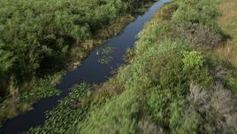 5K aerial stock footage of following river through everglades, zoom in on alligator, Florida Everglades, Florida Aerial Stock Footage | AX0030_015
