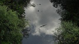 5K aerial stock footage of flying over an alligator in river, Florida Everglades, Florida Aerial Stock Footage | AX0030_019