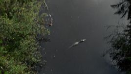 5K aerial stock footage of an alligator in river, Florida Everglades, Florida Aerial Stock Footage | AX0030_020