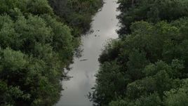5K aerial stock footage of flying by alligators in a river, Florida Everglades, Florida Aerial Stock Footage | AX0030_022